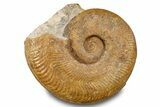 Toarcian Ammonite (Harpoceras) Fossil - France #279292-1